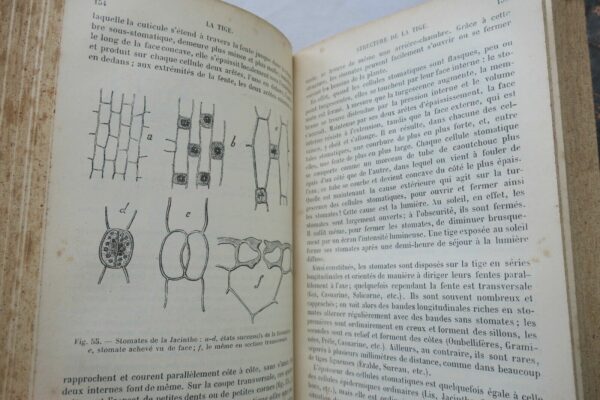 Botanique ELEMENTS DE BOTANIQUE 1891 – Image 3