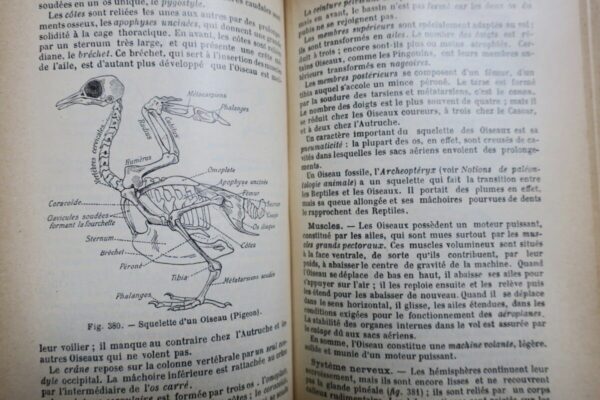 Caustier HISTOIRE NATURELLE 1906 – Image 4