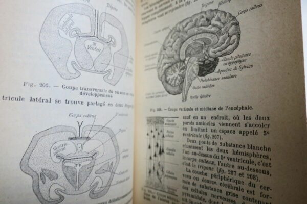 Caustier HISTOIRE NATURELLE 1906 – Image 5