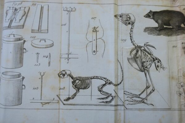 naturaliste manuel complet du naturaliste préparateur ou l'art..embaumement 1853 – Image 11